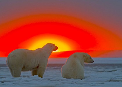Fotógrafo capta ursos com um lindo pôr do sol ao fundo