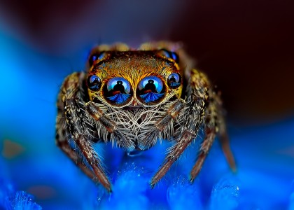 Deixe-se hipnotizar pelo olhar dessas aranhas sem medo de ser atacado