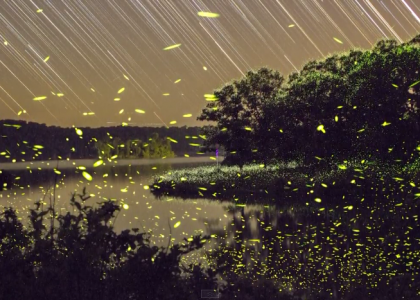 O voo dos vaga-lumes é registrado em inspirador vídeo em time-lapse