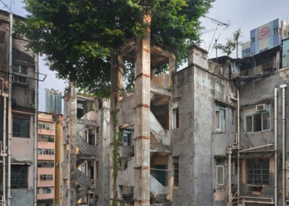 Série fotográfica mostra árvores que crescem no concreto de prédios