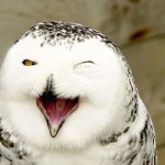 Os 30 animais mais “felizes” do mundo!