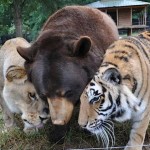 A união entre um urso, um leão e um tigre é uma verdadeira lição de amizade