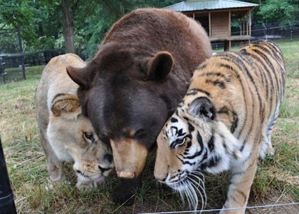 A união entre um urso, um leão e um tigre é uma verdadeira lição de amizade