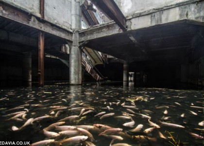 Peixes invadem shopping center abandonado na Tailândia