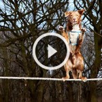 Você acha impossível um cão se equilibrar na corda bamba? Veja isso!