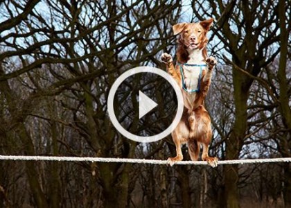 Você acha impossível um cão se equilibrar na corda bamba? Veja isso!