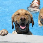 Cachorros se divertem durante festa na piscina