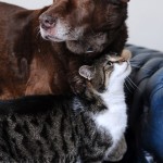 Gato vira guia para um cão cego, mostrando que animais também podem ser amigos