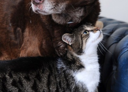 Gato vira guia para um cão cego, mostrando que animais também podem ser amigos