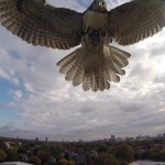 Falcão abate um drone em ataque certeiro