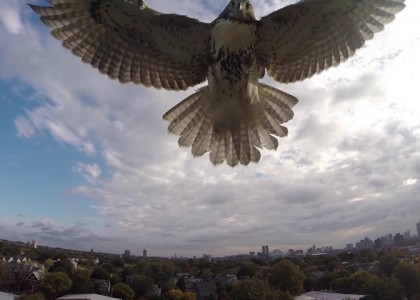 Falcão abate um drone em ataque certeiro