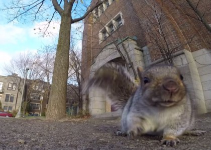 O que acontece quando um esquilo encontra uma GoPro na calçada?