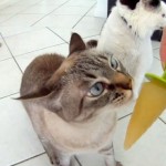 Gatos adoram picolé sabor peixe. Aprenda a fazer!