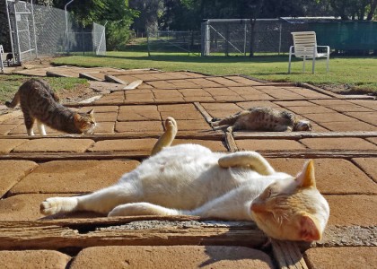Mais de 700 felinos vivem no maior abrigo de gatos da Califórnia. Veja fotos!