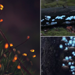 Projetando luzes sobre plantas e animais, artistas criam floresta encantada digna de um conto de fadas