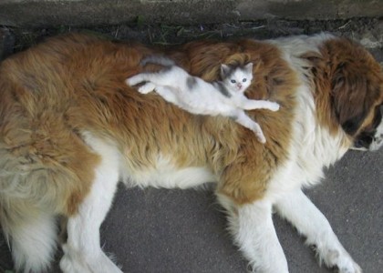 20 vezes em que gatos usaram cães como almofadas
