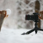 Esquilo parece operar uma câmera neste divertido ensaio fotográfico