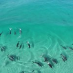 Vídeo gravado por drone mostra grupo de golfinhos surfando na costa australiana