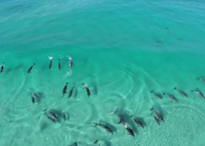 Vídeo gravado por drone mostra grupo de golfinhos surfando na costa australiana