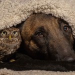 A união entre cão e coruja prova que todas as amizades são possíveis!