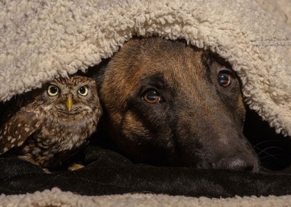 A união entre cão e coruja prova que todas as amizades são possíveis!