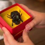 O Escaravelho do Diabo: livro que entusiasmou gerações vai virar filme