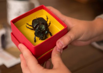 O Escaravelho do Diabo: livro que entusiasmou gerações vai virar filme