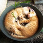 Overdose de fofura: 15 fotos de gatinhos que adoram se deitar em vasos