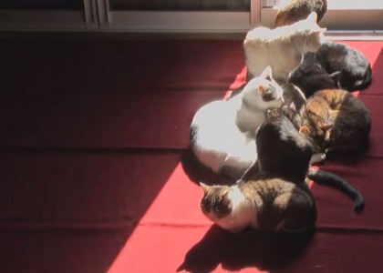 Vídeo em time-lapse mostra gatinhos acompanhando o movimento do sol ao longo do dia