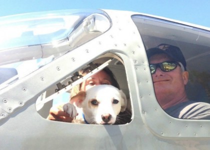 Pilotos se voluntariam para levar animais a feiras de adoção por todo os EUA