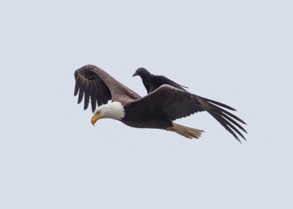 Corvo pega carona em águia nesta inusitada sequência de fotografias