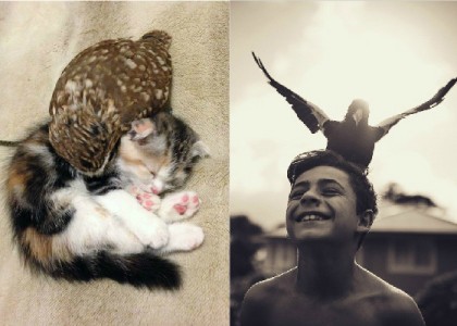 10 provas de que a amizade entre animais de espécies diferentes é possível