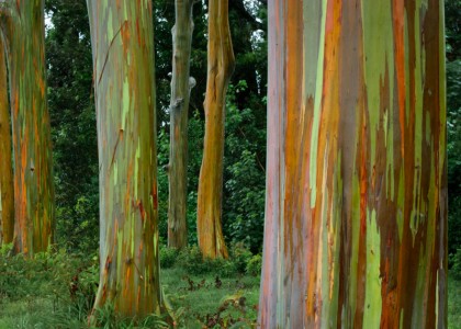 O tronco desses eucaliptos se parecem com pinturas impressionistas