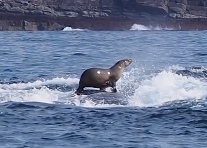 Essa foca estava “surfando” sobre uma baleia quando foi fotografada
