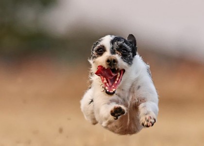 22 belas fotografias de cachorros tiradas por profissionais