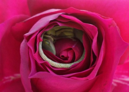 Ela ganhou uma rosa da filha e encontrou essa lagartixa dormindo dentro da flor