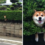 Esses cachorros fizeram o impossível para dar uma olhadinha na rua