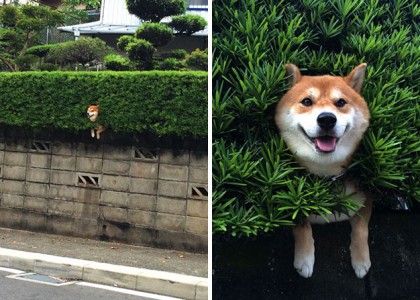 Esses cachorros fizeram o impossível para dar uma olhadinha na rua