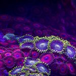Vídeo estonteante em timelapse registra a beleza dos corais