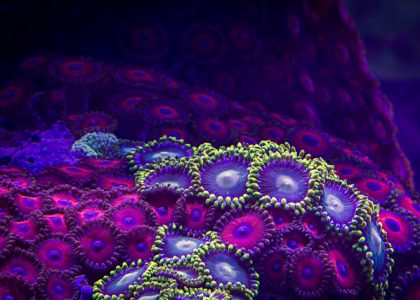Vídeo estonteante em timelapse registra a beleza dos corais