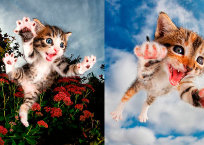 Com gatinhos atacando, essa talvez seja a série de fotos mais fofa do mundo