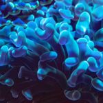 Descubra o incrível mundo dos bioluminiscentes: Os organismos que brilham no escuro