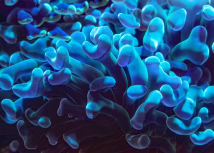 Descubra o incrível mundo dos bioluminiscentes: Os organismos que brilham no escuro